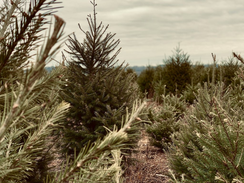 Christmas Tree Farm